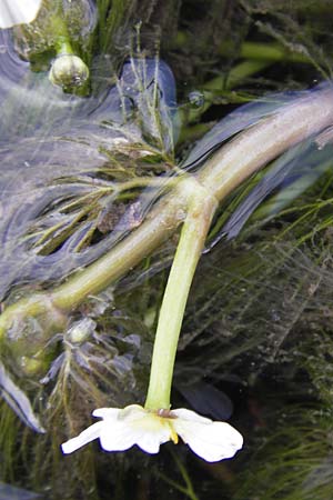 Ranunculus trichophyllus ? \ Haarblttriger Wasser-Hahnenfu, GR Peloponnes, Manthirea 1.4.2013