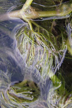 Ranunculus trichophyllus ? \ Haarblttriger Wasser-Hahnenfu / Thread-Leaved Water Crowfoot, GR Peloponnes, Manthirea 1.4.2013