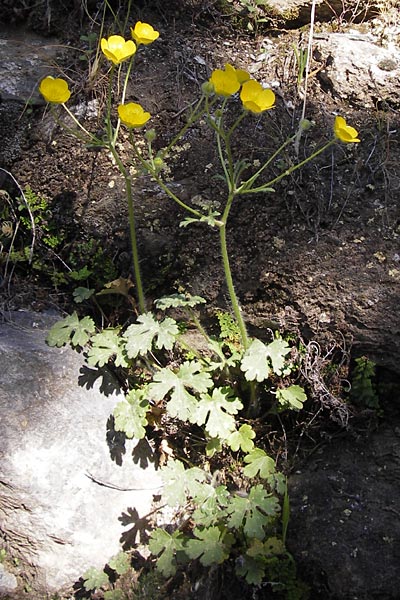 Ranunculus sprunerianus / Spruner's Buttercup, GR Hymettos 4.4.2013
