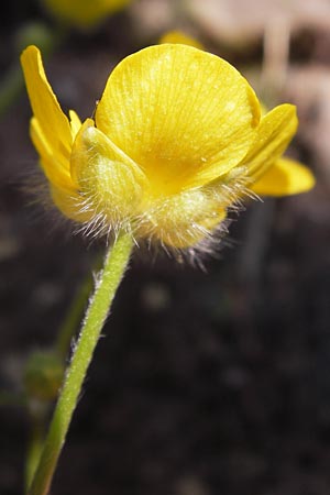 Ranunculus sprunerianus \ Spruners Hahnenfu, GR Hymettos 4.4.2013