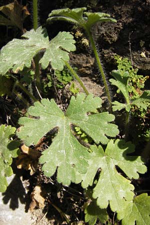 Ranunculus sprunerianus \ Spruners Hahnenfu, GR Hymettos 4.4.2013