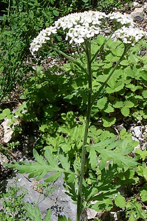 Achillea grandifolia / White Milfoil, GR Zagoria, Vikos - Gorge 15.5.2008