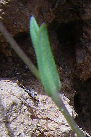 Knautia integrifolia / Whole-Leaved Scabious, GR Porto Rafti 21.5.2008