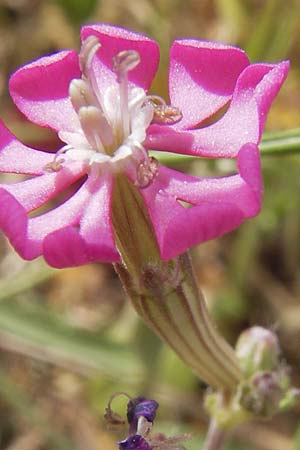 Silene colorata \ Farbiges Leimkraut / Mediterranean Catchfly, GR Hymettos 2.4.2013