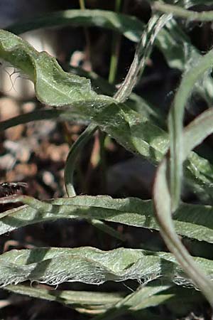 Scorzonera sublanata \ Schwach-Wollige Schwarzwurzel / Wooly Viper's Grass, GR Hymettos 23.3.2019