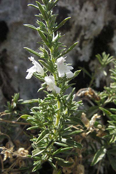 Satureja montana \ Winter-Bohnenkraut, Karst-Bergminze / Winter Savory, GR Zagoria, Vikos - Schlucht / Gorge 26.8.2007