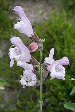 Salvia fruticosa \ Griechischer Salbei / Greek Sage, GR Igoumenitsa 13.5.2008