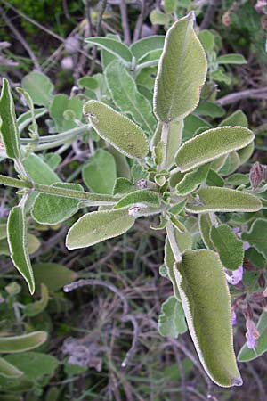 Salvia fruticosa \ Griechischer Salbei / Greek Sage, GR Igoumenitsa 13.5.2008
