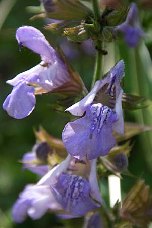 Salvia officinalis / Common Sage, GR Aoos - Gorge 16.5.2008