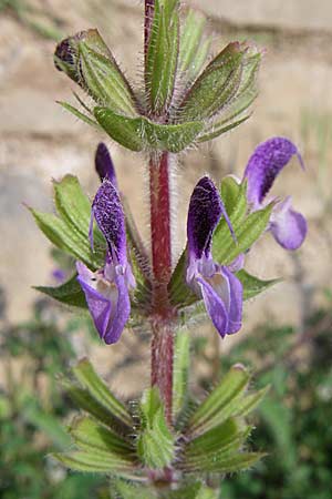 Salvia viridis / Annual Clary, GR Konitsa 16.5.2008