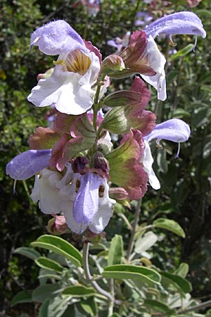 Salvia pomifera \ Apfeltragender Salbei / Apple-Bearing Sage, Cretan Sage, GR Hymettos 20.5.2008