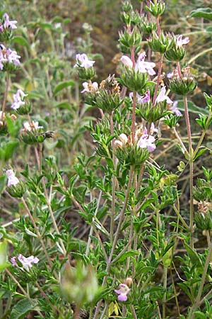 Satureja thymbra \ Thymianblttriges Bohnenkraut / Thyme-Leaved Savory, Pink Savory, GR Hymettos 21.5.2008