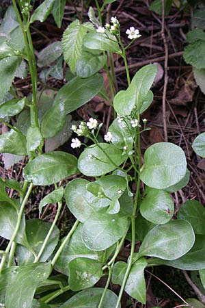 Samolus valerandi \ Salzbunge / Brookweed, GR Parnitha 22.5.2008