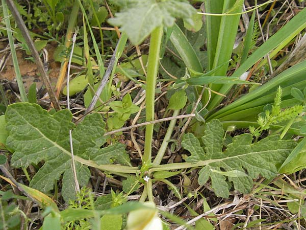 Salvia viridis / Annual Clary, GR Hymettos 2.4.2013