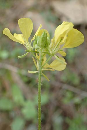 Sinapis arvensis \ Acker-Senf / Field Mustard, Charlock, GR Hymettos 20.3.2019