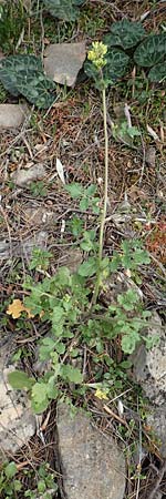 Sinapis arvensis \ Acker-Senf / Field Mustard, Charlock, GR Hymettos 20.3.2019