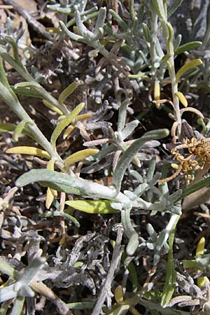 Helichrysum stoechas \ Wohlriechende Strohblume, GR Hymettos 20.5.2008