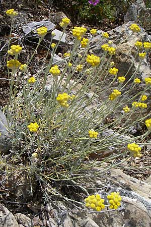 Helichrysum stoechas \ Wohlriechende Strohblume / Shrubby Everlasting Daisy, Everlastung Sungold, GR Hymettos 20.5.2008