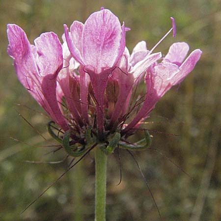 Scabiosa tenuis \ Zarte Skabiose, GR Joannina 26.8.2007