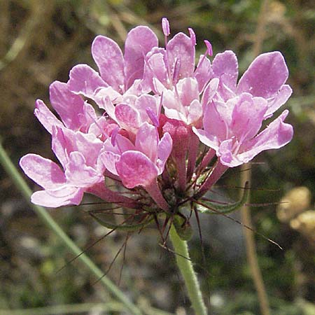 Scabiosa tenuis \ Zarte Skabiose, GR Joannina 26.8.2007