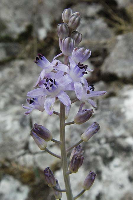 Scilla elisae \ Elisas Herbst-Blaustern / Elisa's Autumn Squill, GR Zagoria, Vikos - Schlucht / Gorge 26.8.2007