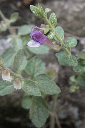 Scutellaria rupestris \ Felsen-Helmkraut / Heartleaf Skullcap, GR Meteora 28.8.2007