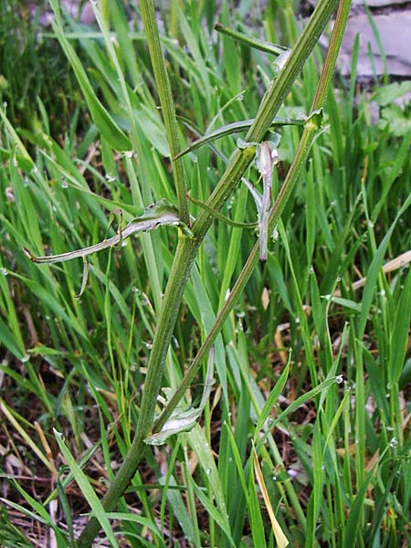 Scorzonera cana \ Jacquins Schwarzwurzel, Graue Schwarzwurzel / Jacquin's Viper's Grass, GR Zagoria, Monodendri 16.5.2008