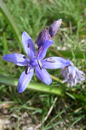 Scilla reuteri or subnivalis \ Ostmediterraner Blaustern / East-Mediterranean Squill, GR Timfi 17.5.2008