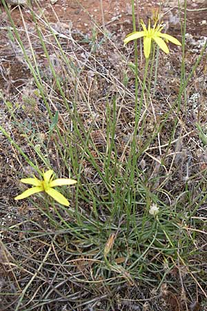 Scorzonera crocifolia / Crocus-Leaved Viper's Grass, GR Hymettos 21.5.2008