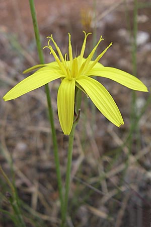 Scorzonera crocifolia \ Krokusblttrige Schwarzwurzel, GR Hymettos 21.5.2008