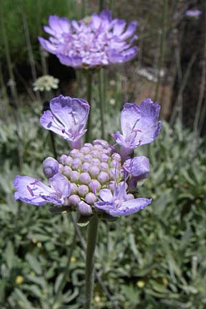 Scabiosa hymettia \ Hymettos-Skabiose / Hymettos Scabious, GR Parnitha 22.5.2008