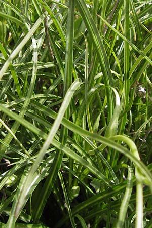 Scorzonera crocifolia \ Krokusblttrige Schwarzwurzel / Crocus-Leaved Viper's Grass, GR Peloponnes, Monemvasia 31.3.2013