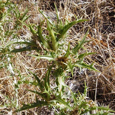 Scolymus hispanicus \ Spanische Golddistel / Common Golden Thistle, GR Euboea (Evia), Marmari 27.8.2014