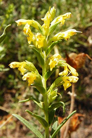 Odontites linkii \ Links Zahntrost / Link's Bartsia, GR Parnitha 1.9.2014