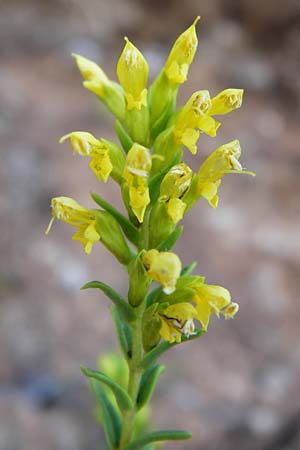 Odontites linkii \ Links Zahntrost / Link's Bartsia, GR Parnitha 1.9.2014