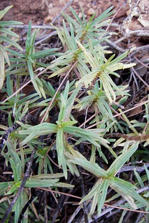 Odontites linkii \ Links Zahntrost / Link's Bartsia, GR Parnitha 1.9.2014