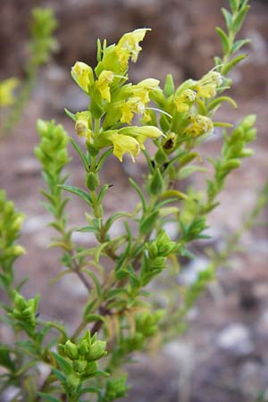 Odontites linkii \ Links Zahntrost, GR Parnitha 1.9.2014