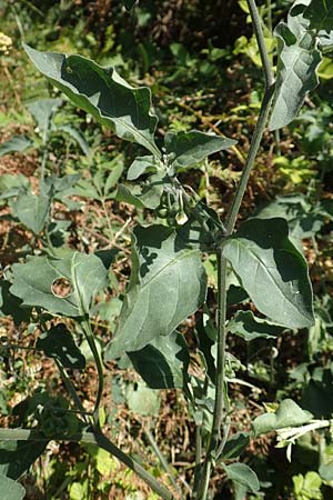 Solanum chenopodioides \ Gnsefublttriger Nachtschatten, Zierlicher Nachtschatten / Whitetip Nightshade, Goosefoot Nightshade, GR Euboea (Evia), Istiea 27.8.2017