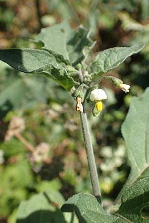 Solanum chenopodioides \ Gnsefublttriger Nachtschatten, Zierlicher Nachtschatten / Whitetip Nightshade, Goosefoot Nightshade, GR Euboea (Evia), Istiea 27.8.2017