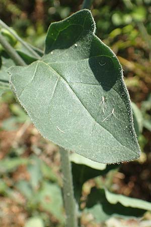 Solanum chenopodioides / Whitetip Nightshade, Goosefoot Nightshade, GR Euboea (Evia), Istiea 27.8.2017