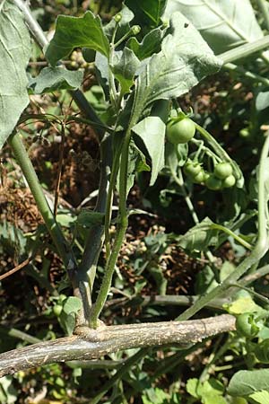 Solanum chenopodioides \ Gnsefublttriger Nachtschatten, Zierlicher Nachtschatten / Whitetip Nightshade, Goosefoot Nightshade, GR Euboea (Evia), Istiea 27.8.2017