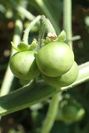 Solanum chenopodioides \ Gnsefublttriger Nachtschatten, Zierlicher Nachtschatten / Whitetip Nightshade, Goosefoot Nightshade, GR Euboea (Evia), Istiea 27.8.2017