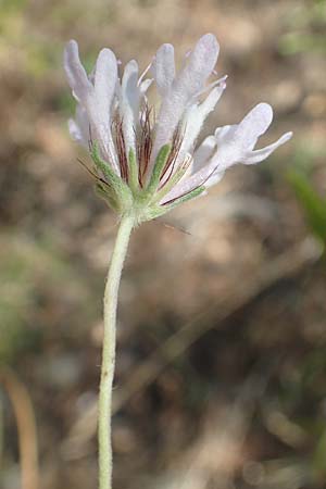 Scabiosa atropurpurea \ Samt-Skabiose / Sweet Scabious, GR Euboea (Evia), Agdines 27.8.2017