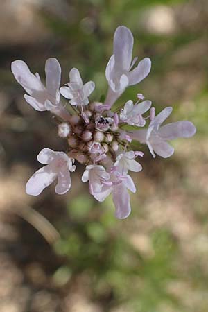 Scabiosa atropurpurea / Sweet Scabious, GR Euboea (Evia), Agdines 27.8.2017