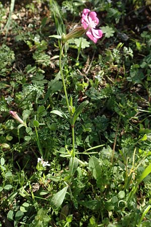 Silene colorata \ Farbiges Leimkraut / Mediterranean Catchfly, GR Hymettos 23.3.2019