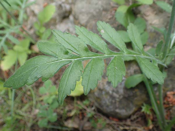 Knautia integrifolia / Whole-Leaved Scabious, GR Athen 10.4.2019