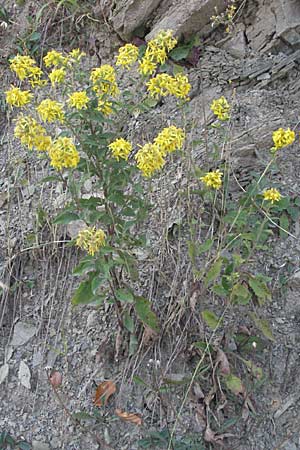 Solidago virgaurea \ Gewhnliche Goldrute, Echte Goldrute / Goldenrod, GR Katara Pass 27.8.2007