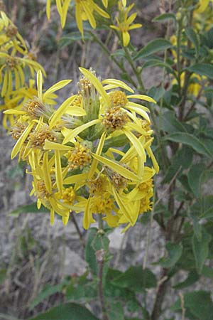 Solidago virgaurea \ Gewhnliche Goldrute, Echte Goldrute / Goldenrod, GR Katara Pass 27.8.2007