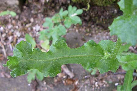 Senecio vernalis / Eastern Groundsel, GR Zagoria, Mikro Papingko 17.5.2008