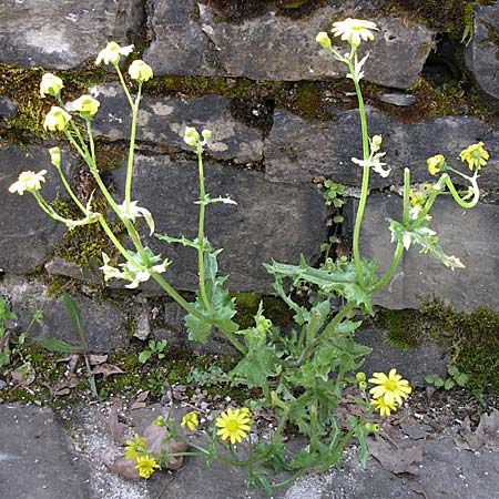 Senecio vernalis / Eastern Groundsel, GR Zagoria, Mikro Papingko 17.5.2008